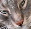 CrayCat emote for Discord