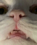 CringeCat emote for Discord