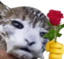 cumCatRose emote for Discord