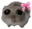 cutehampster emote for Discord