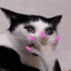 cuntycatgasping emote for Discord