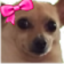 cuteawk emote for Discord