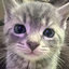 CuteLittleCatStaringMen emote for Discord