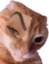 cuntycat emote for Discord