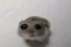 Cutehamster emote for Discord