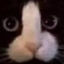 CuteKitty emote for Discord
