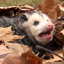 cursedpossum emote for Discord
