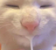 CumgeCat emote for Discord
