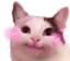 cuteandpolitecat emote for Discord
