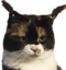 cutie emote for Discord