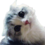 CutestCat emote for Discord