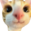CuteCat3 emote for Discord