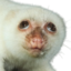 cuscus emote for Discord
