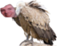 CultureVulture emote for Discord