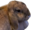 cuteLilo emote for Discord