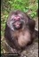 cutemonkey emote for Discord