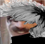 cucked6 emote for Discord
