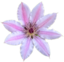 clematis emote for Discord