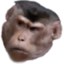 cmonChimp emote for Discord