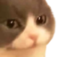 CmonBabs emote for Discord
