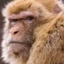 cmonMacaques emote for Discord