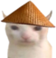 cnCat emote for Discord