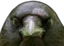 crowStare emote for Discord