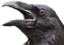 crowScream emote for Discord