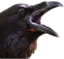 CromegaPog emote for Discord