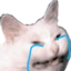 crycat emote for Discord