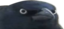 CrowOfJudgement emote for Discord