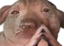 creatureHmm emote for Discord