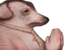 creaturePray emote for Discord