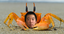 crabeye emote for Discord