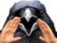 CrowYell emote for Discord