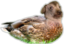 creaturDucker emote for Discord