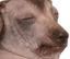 creaturePretendingThatH emote for Discord
