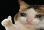 Crycatthumbsup emote for Discord