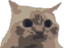 crunchycat emote for Discord