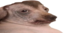 creatureUltraWideStarin emote for Discord
