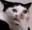 cryingCat emote for Discord