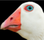 CreepyGoose emote for Discord