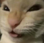CrazyCat emote for Discord