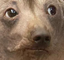 creatureConcerned emote for Discord