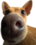 cremitaCarpincho emote for Discord