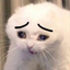 Crycats emote for Discord