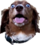 crazyPog emote for Discord