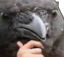 crowThink emote for Discord
