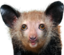 CrackRaccoon emote for Discord