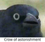 crowWHAT emote for Discord